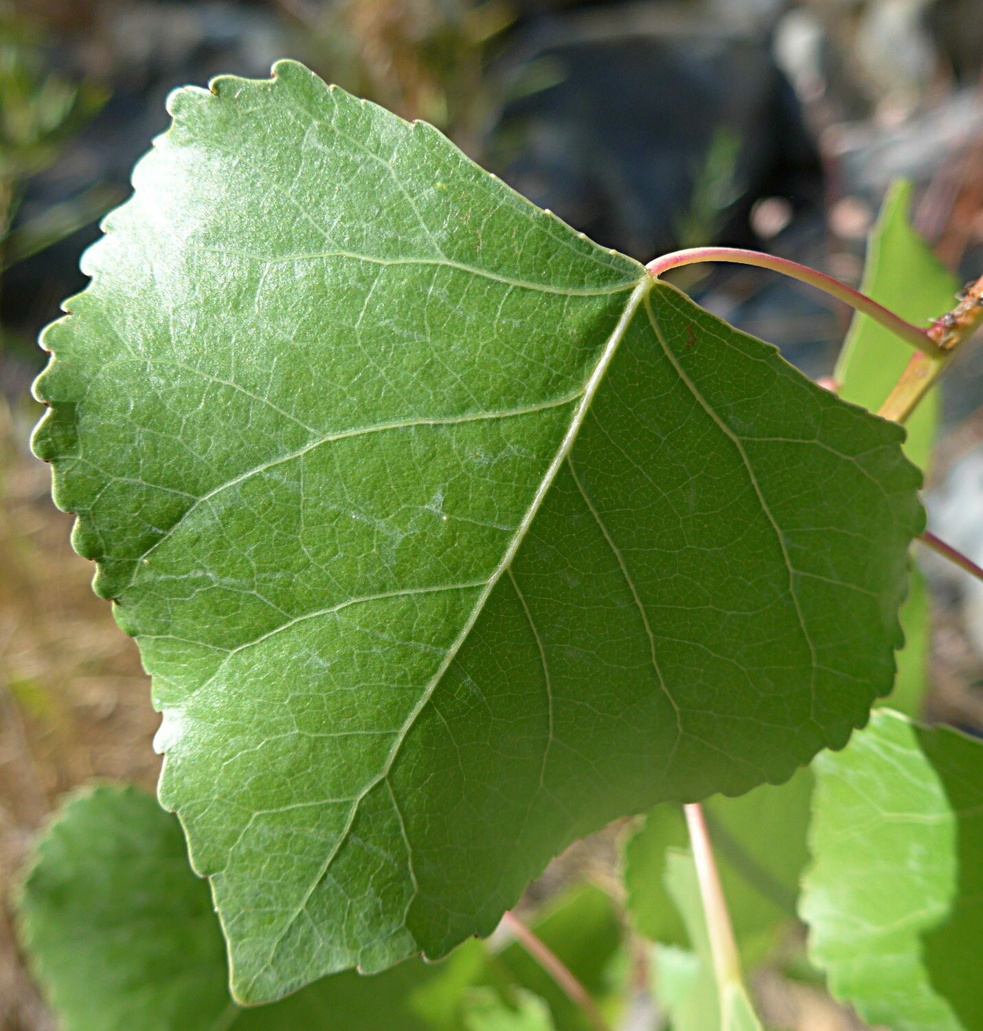 High Resolution Populus fremontii Leaf
